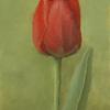 Red Tulip
Oil, 7" x 5"